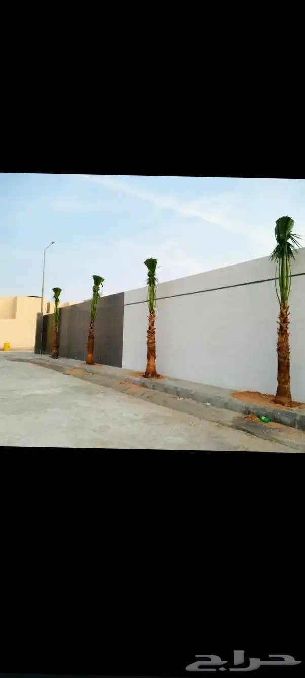 صيانة وزراعة النخيل الوشنطونيا 3