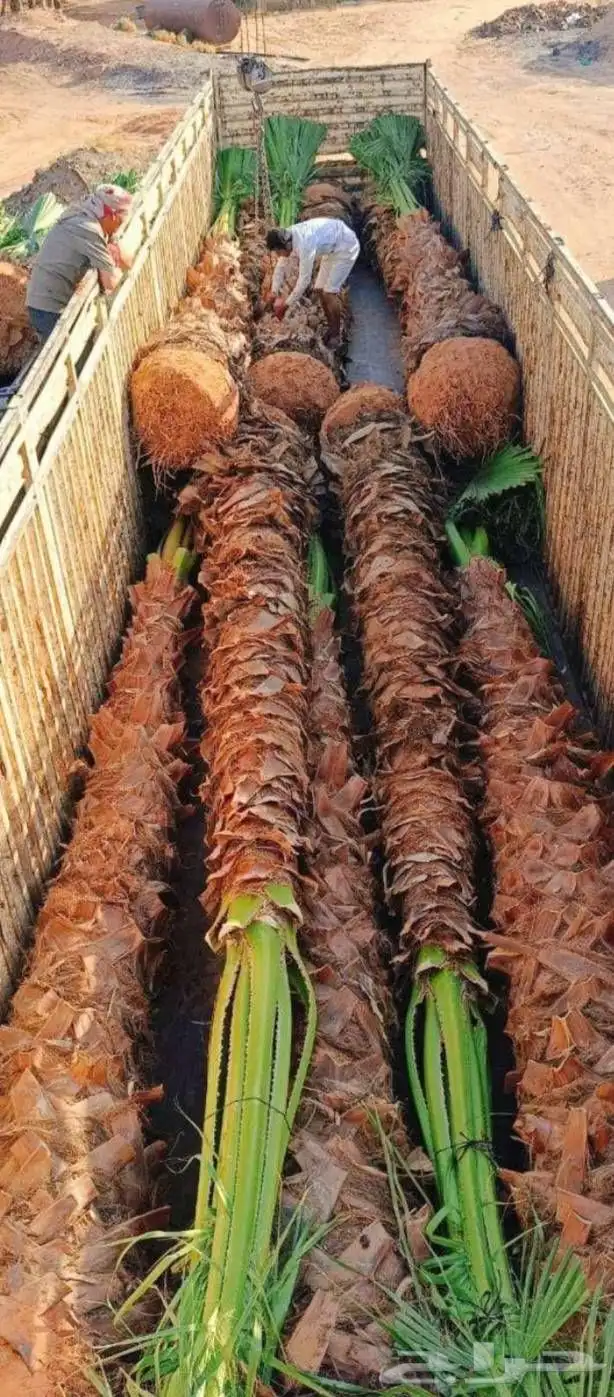 نخل واشنطني الرياض جده القصيم نخيل مثمر جثايث نقايل واشنطن 5