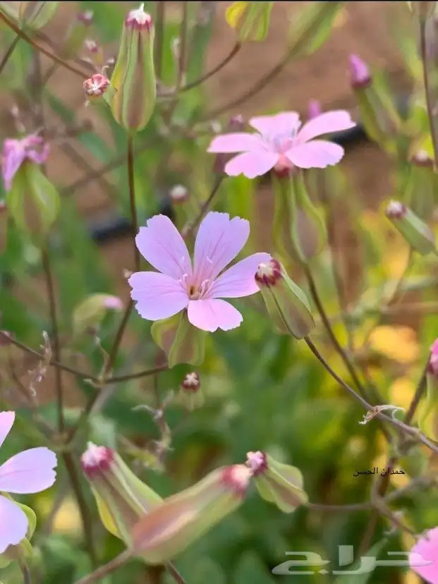 بذور ازهار الربيع البريه 6