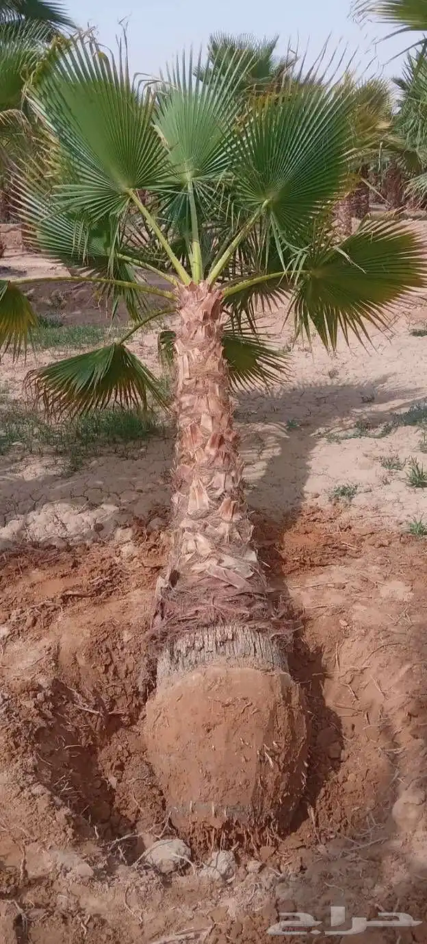 نخل واشنطني الرياض جده القصيم نخيل مثمر جثايث نقايل واشنطن 1
