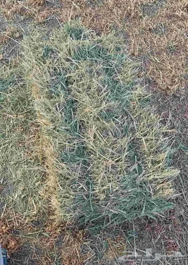 بلوبنك صافي ناعم 0