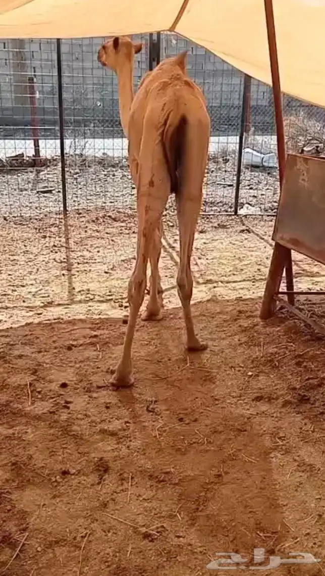 متوفر 2 قعود صومالي مرابي للبيع وزن تبارك الله 1