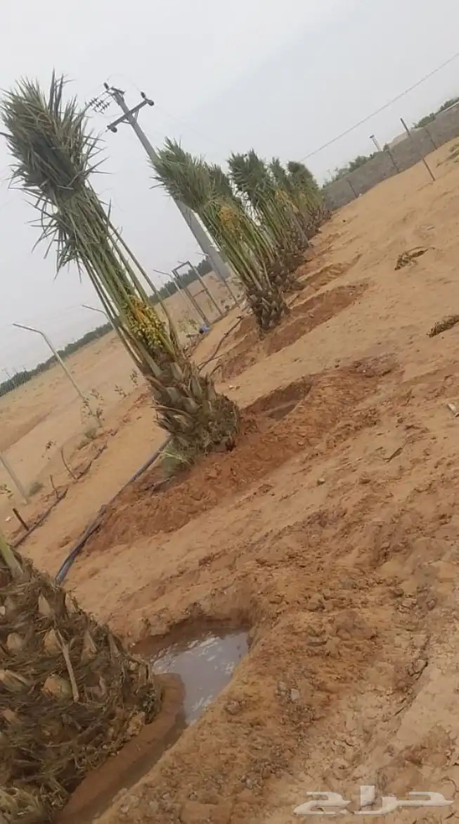 زراعة نخيل واشنطني وعربي 1