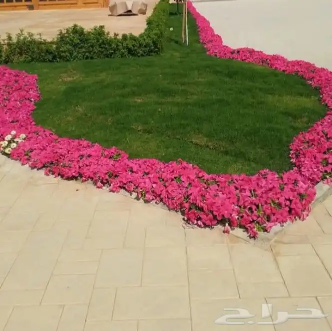 زراعه جميع النباتات 3