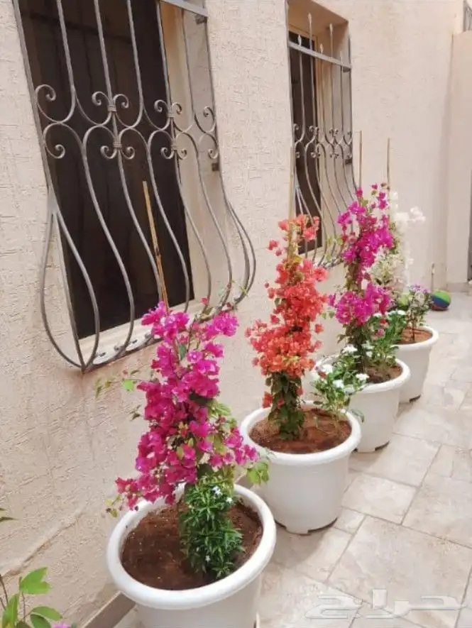 زراعه جميع النباتات 1