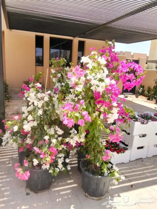 زراعه جميع النباتات 2