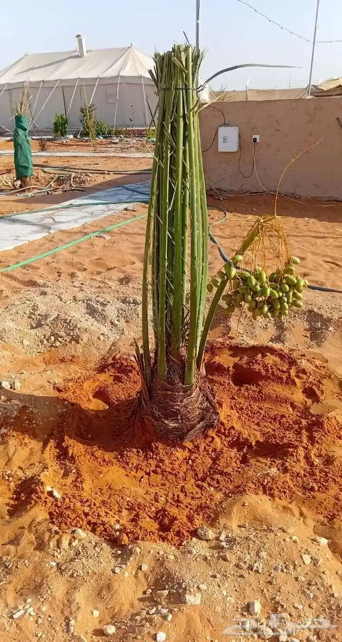 نخيل القصيم المثمرة 6