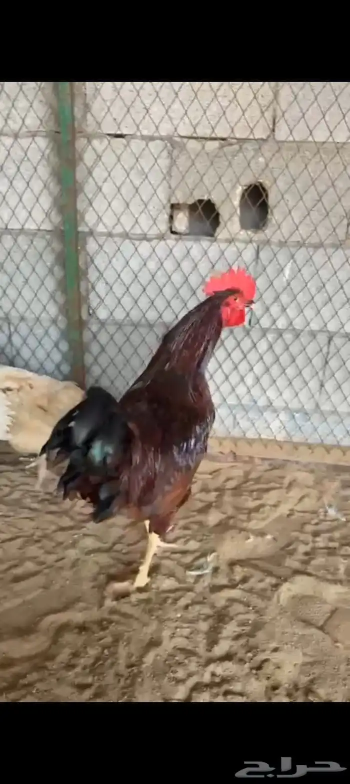 ديك فرنسي بيور 0