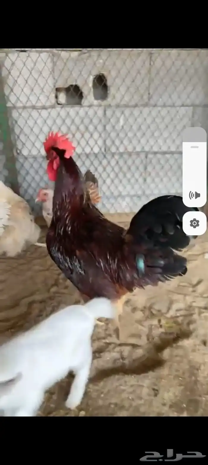 ديك فرنسي بيور 2