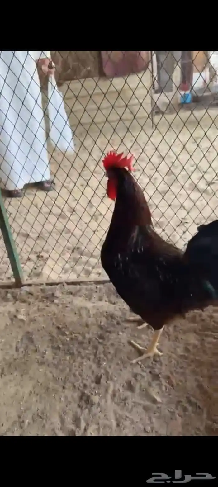 ديك فرنسي بيور 3