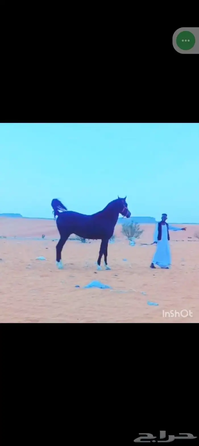 اجار جمال خيول وراكيب وقليض وباعير ورحول وبواني 6