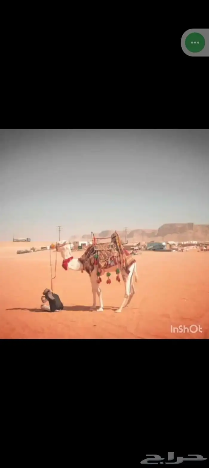 اجار جمال خيول وراكيب وقليض وباعير ورحول وبواني 7