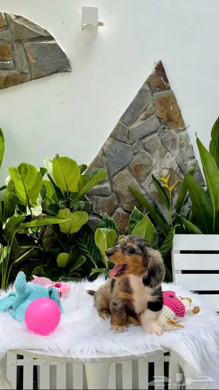 جرو داتشوند (داشهند) لون ميرل Long Hair merle Dachshund 1