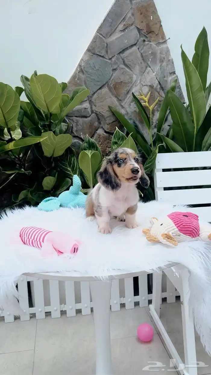 جرو داتشوند (داشهند) لون ميرل Long Hair merle Dachshund 2