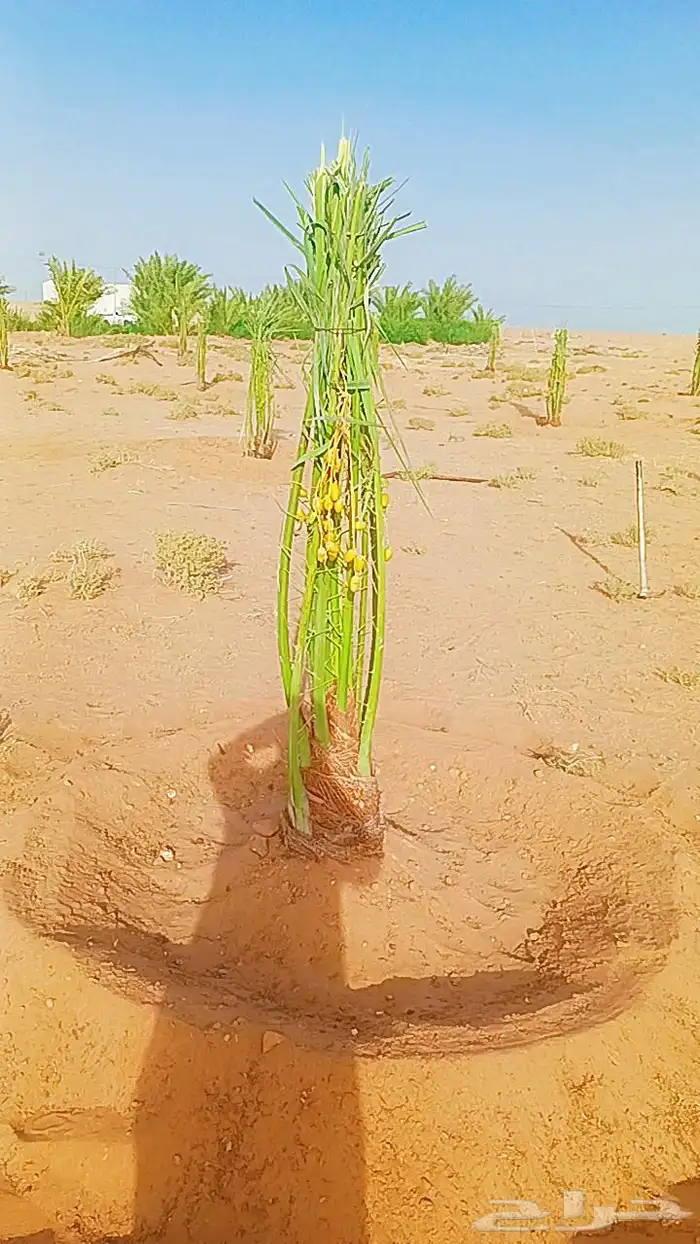 يوجد لدينا جميع انواع النخيل المثمرة وزينه 9