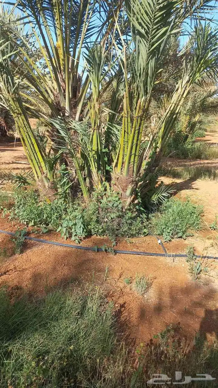 يوجد الدنيا جميع أنواع النخيل 3