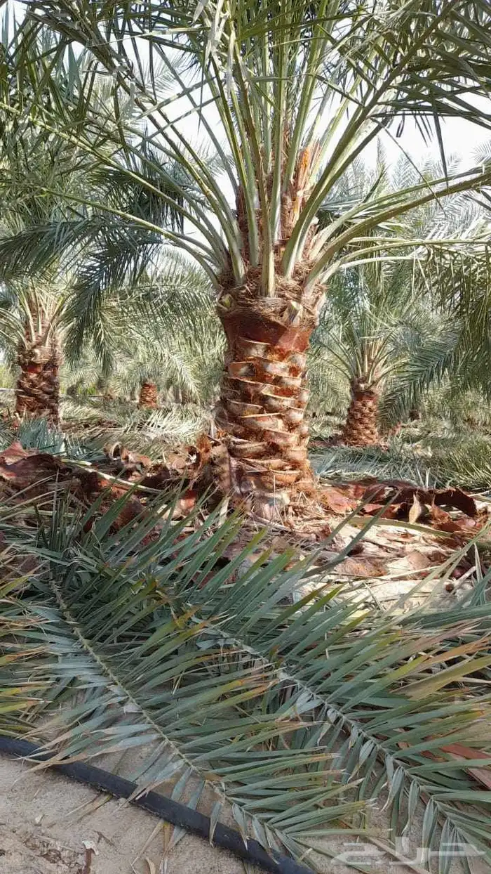 يوجد لدينا جميع انواع النخيل المثمر للبيع 0