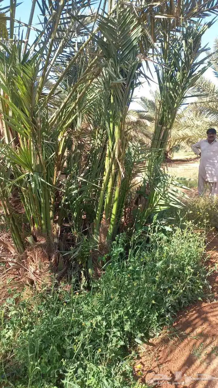 يوجد الدنيا جميع أنواع النخيل 4
