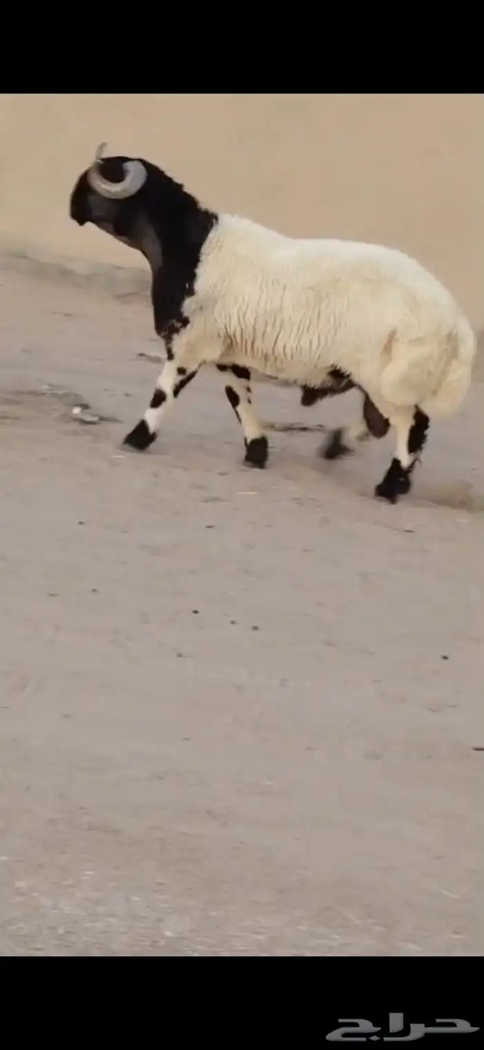 فحول نعيم طيبه 7
