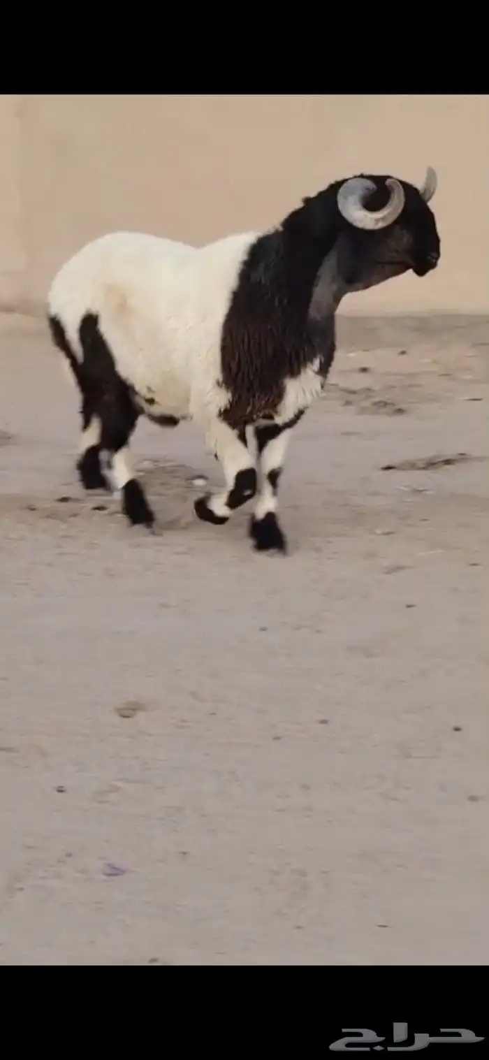 فحول نعيم طيبه 3