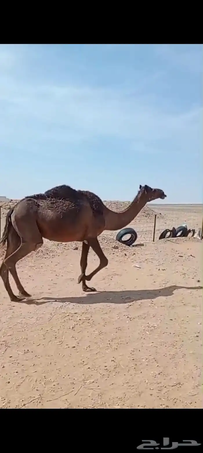 ناقه مجهم كفو مموت حليبها وافر 2