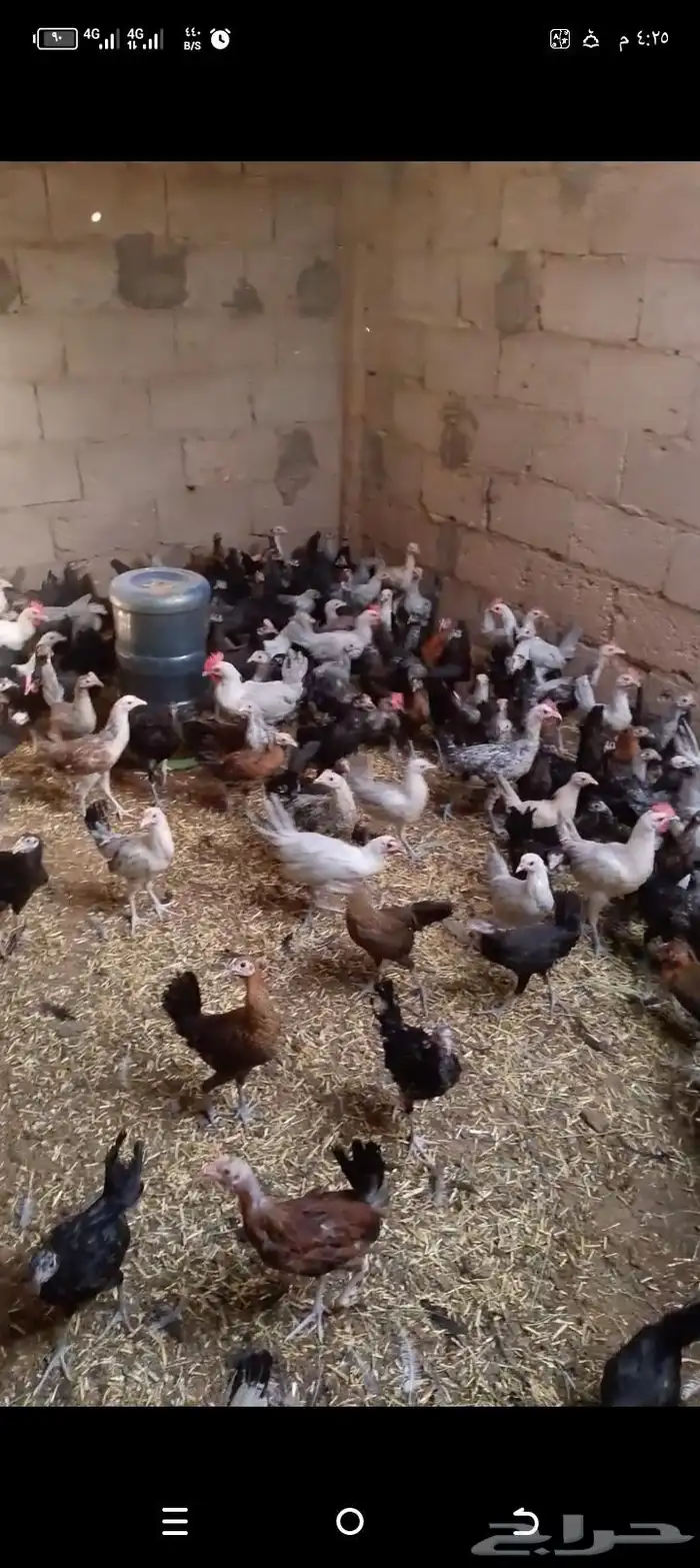 دجاج بلدى والمنيوم اعمار 4شهور 1