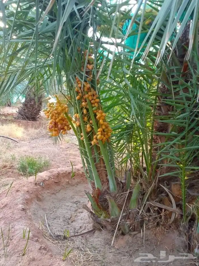نخيل 6