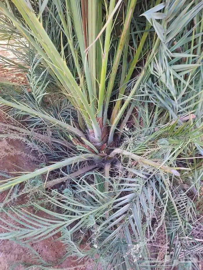 زبائن الكرام السلام عليكم ورحمة يو جد لدينا نخل مثمر صنو بق 8