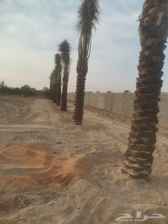 مقول نخل وشبوك مزارعه مستودعات 6