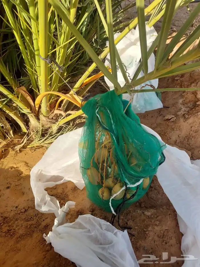 زبائن الكرام السلام عليكم ورحمة يو جد لدينا نخل مثمر صنو بق 5