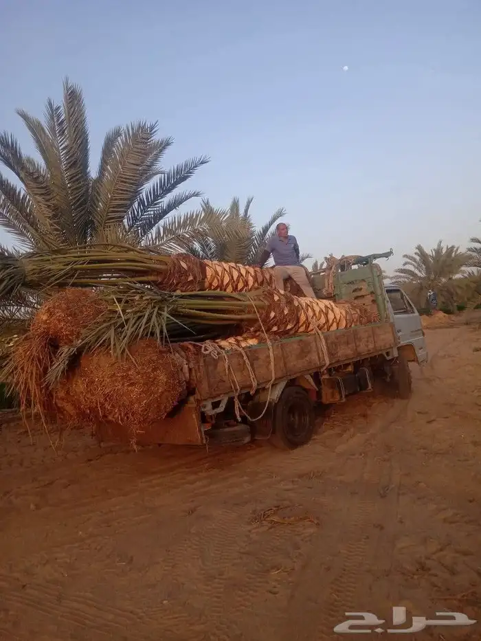 جثايث نخل مثمره 2