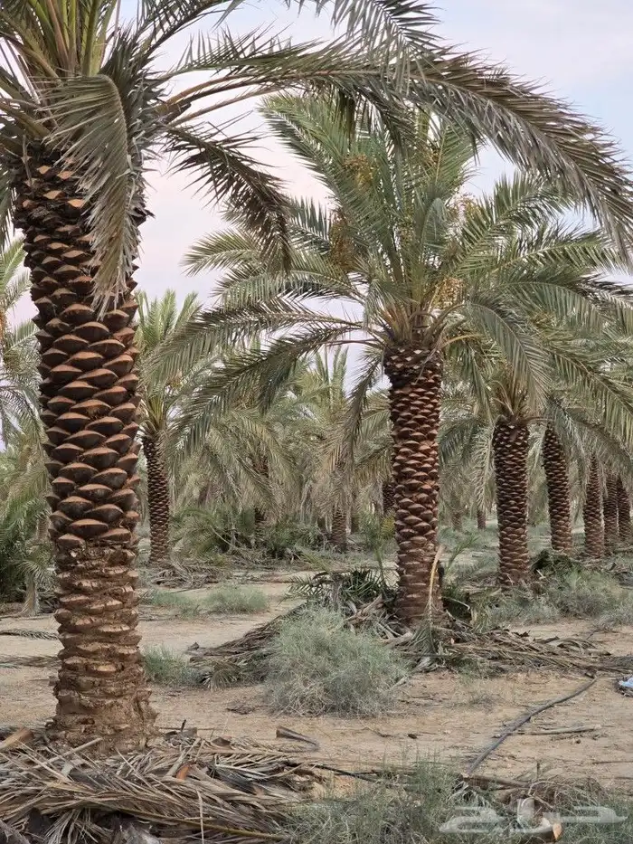 جثايث نخل مثمره 0