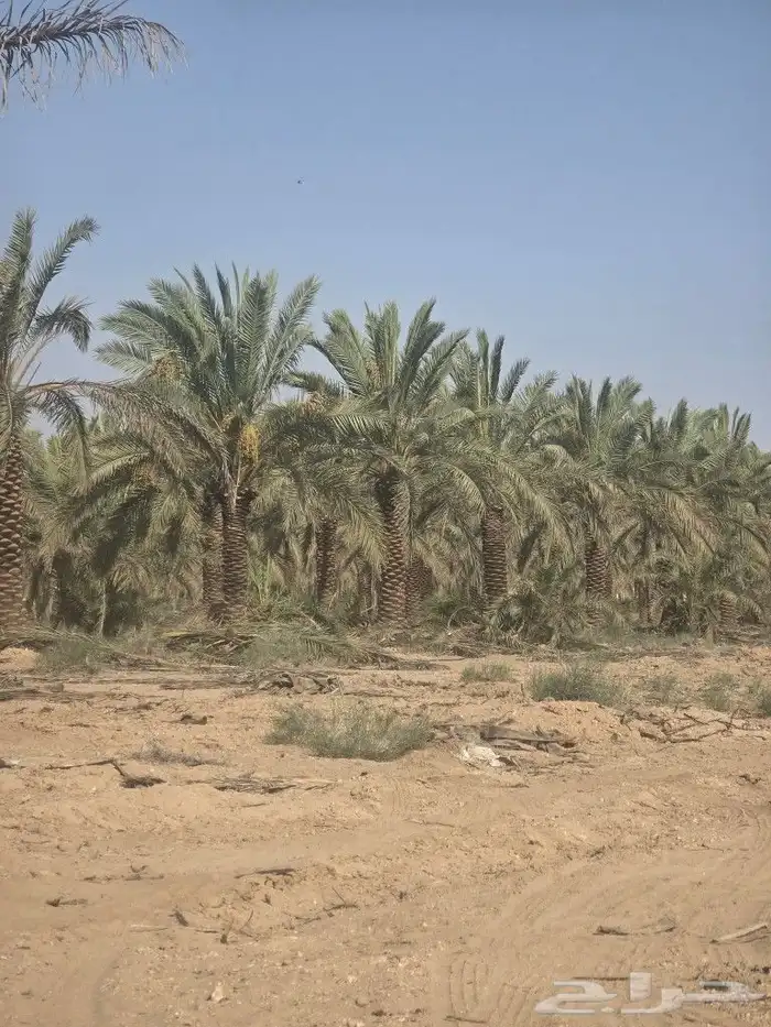 جثايث نخل مثمره 1