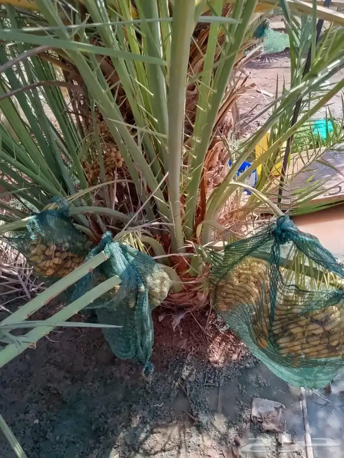 نخل طيب وأحجام طيبه مثمر عدة أنواع متوفرة 4
