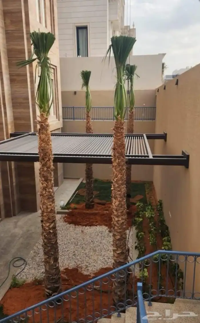 نخل واشنطني الرياض جده القصيم نخيل مثمر جثايث نقايل واشنطن 7