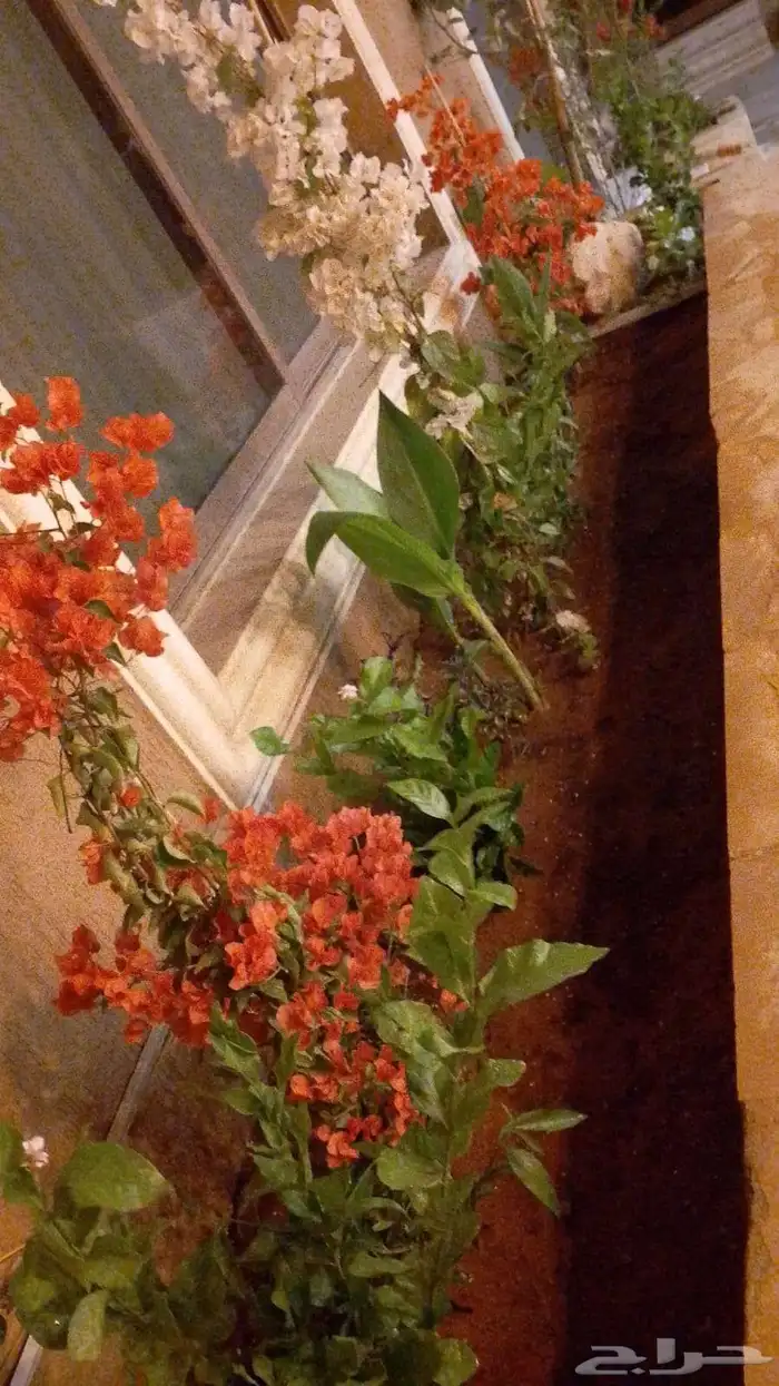 زراعه جميع النباتات 9