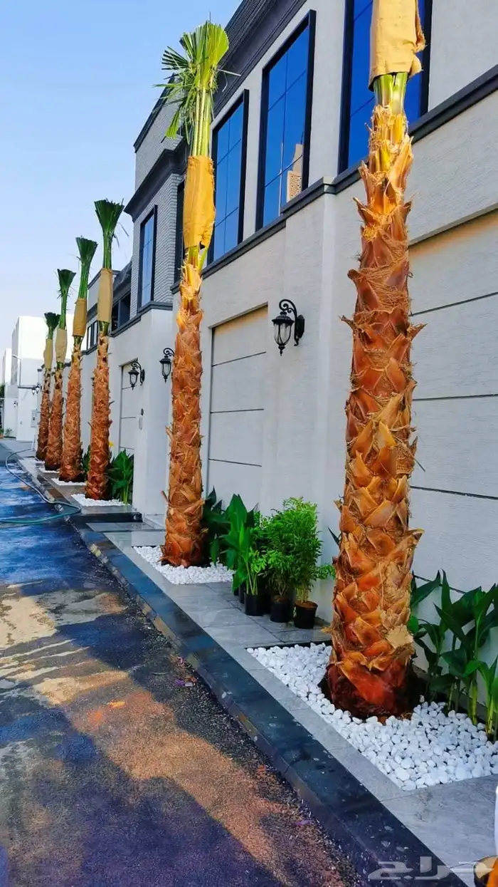 صيانة وزراعة النخيل الوشنطونيا 0