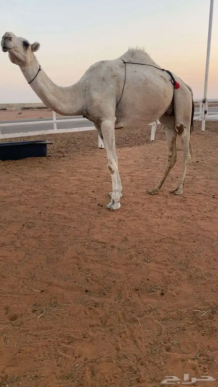للبيع لقحة وضحاء بكر 0