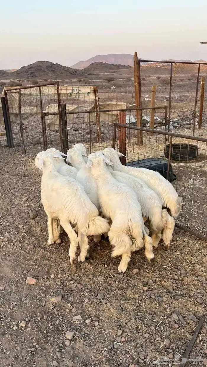 ذبيحتك لباب بيتك 0