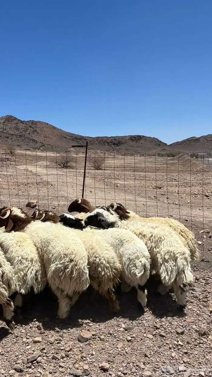 ذبيحتك لباب بيتك 5