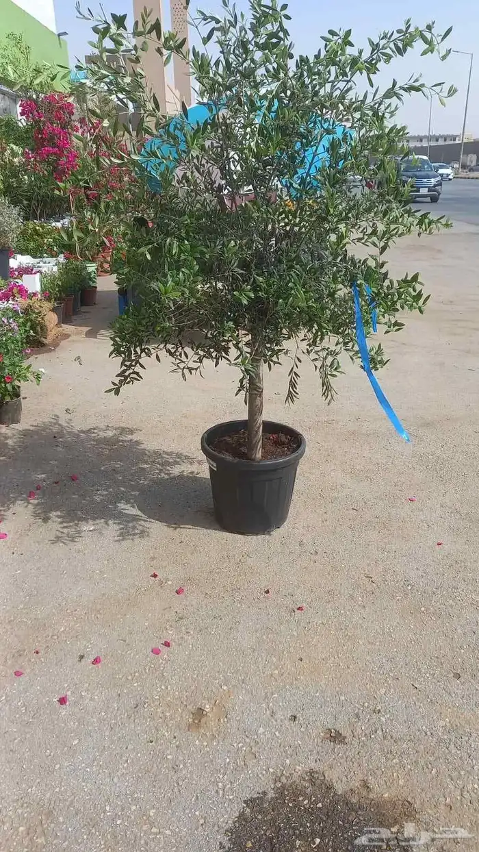 مشتل زراعي 24