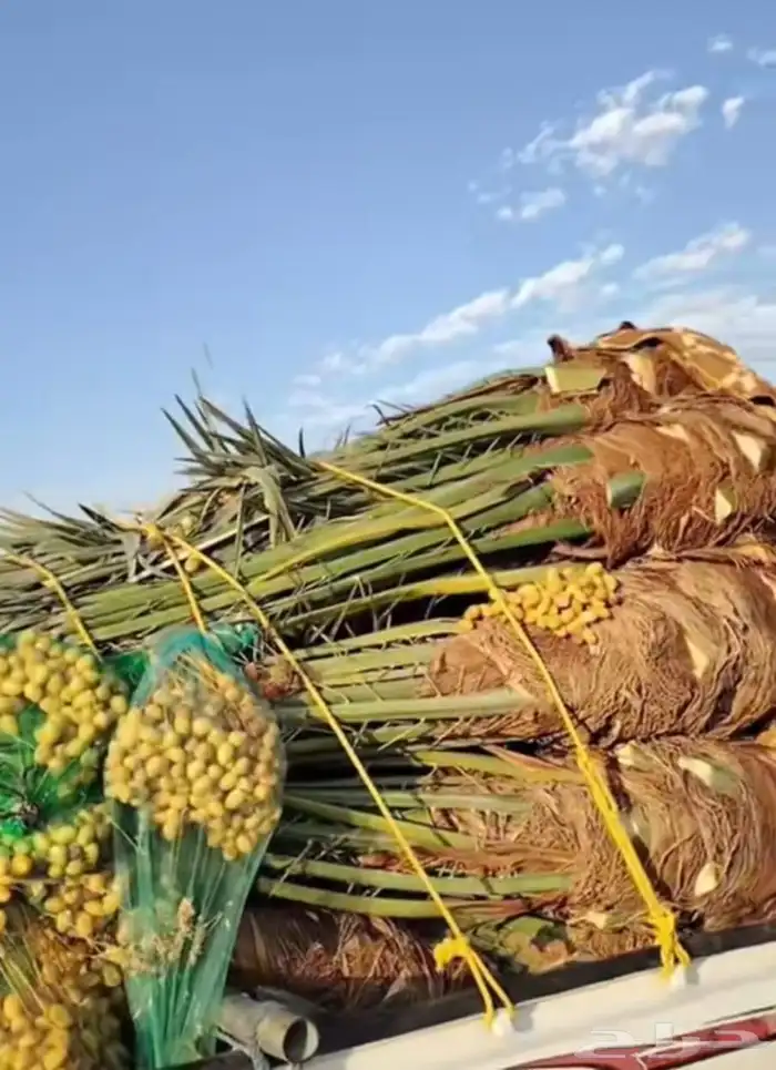 نخل واشنطني الرياض جده القصيم نخيل مثمر جثايث نقايل واشنطن 9