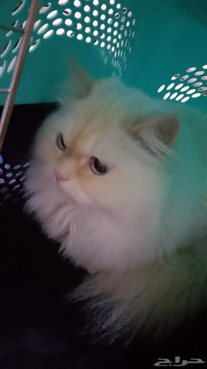 بسه لتبني 0