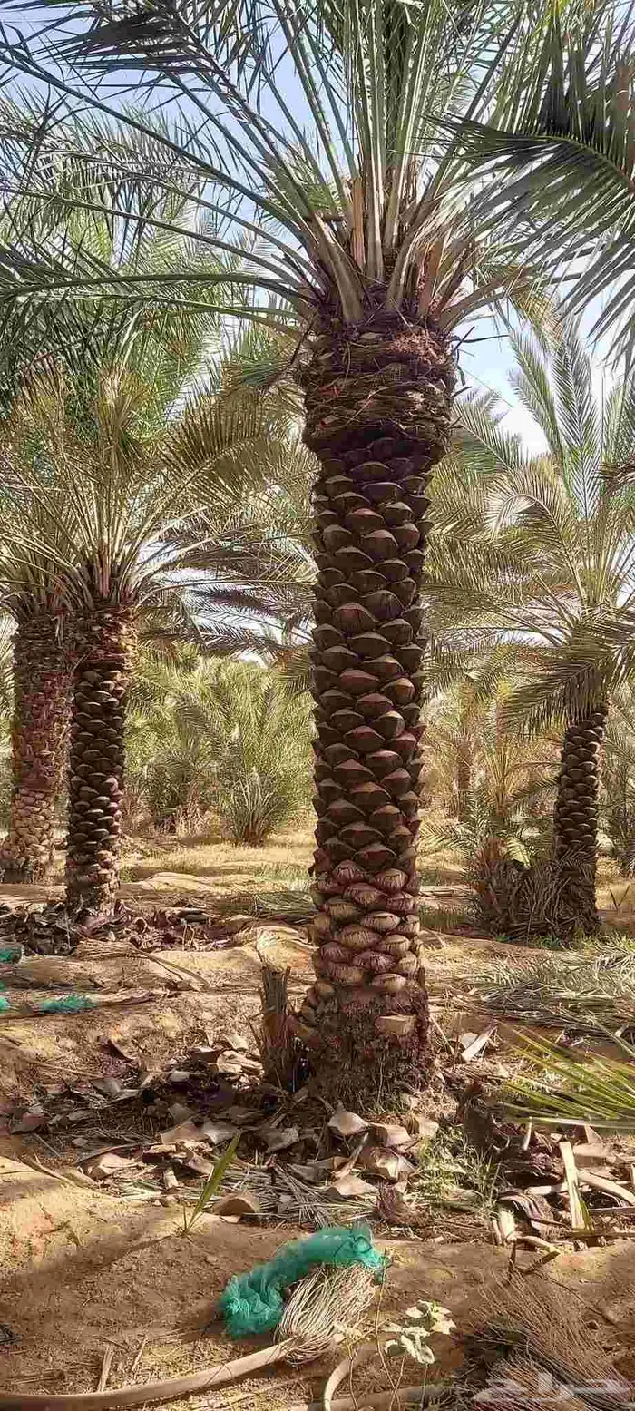 يوجد لدينا جميع انواع النخل للتواصل ج 3