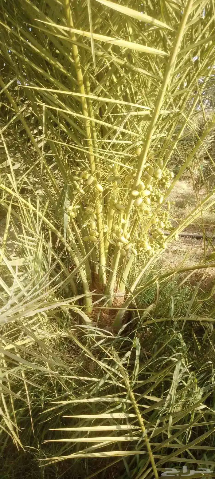 نخل صقعي وهذا التمر انتاج الام 1