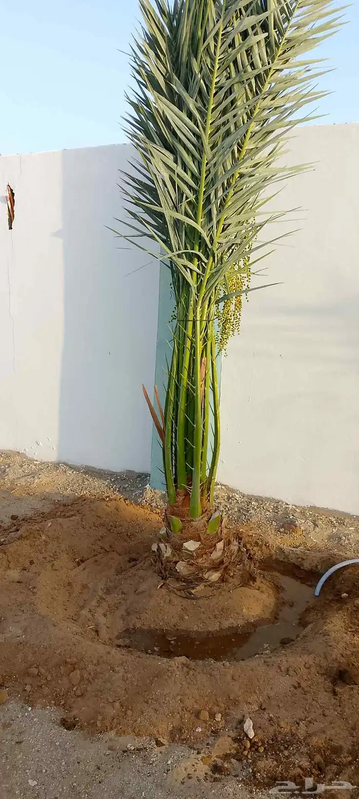 نخل للبيع مكه جده 5