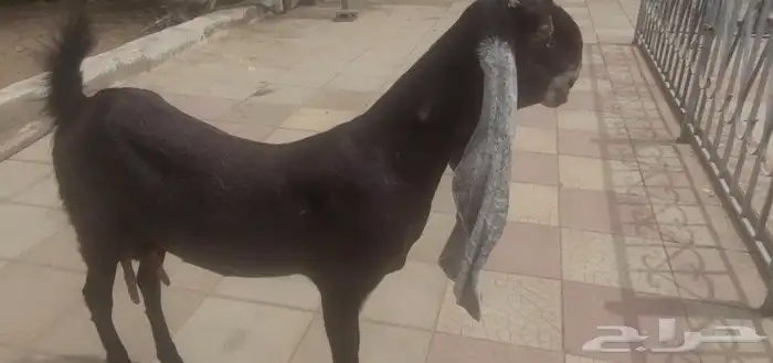 عنز حجازيه ثنيه جرم فاخره 11