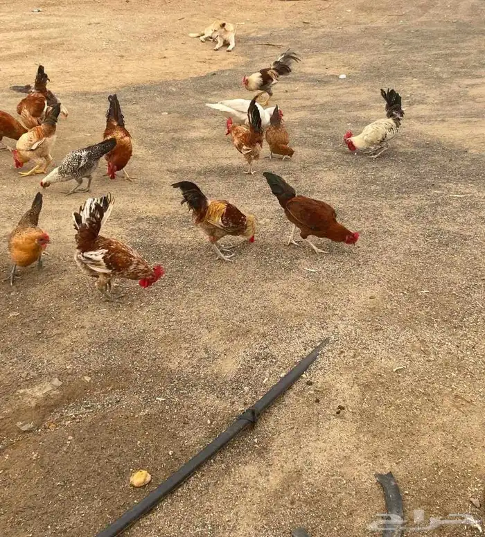 دجاج بلدي 0