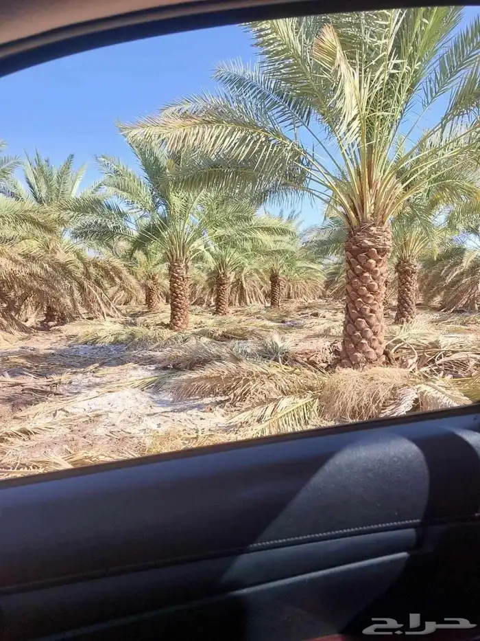 يوجد لدينا جميع انواع النخيل المثمر للبيع 1