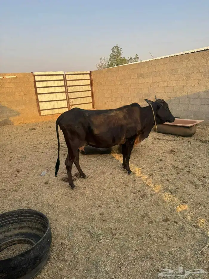 بقره بلادي 0